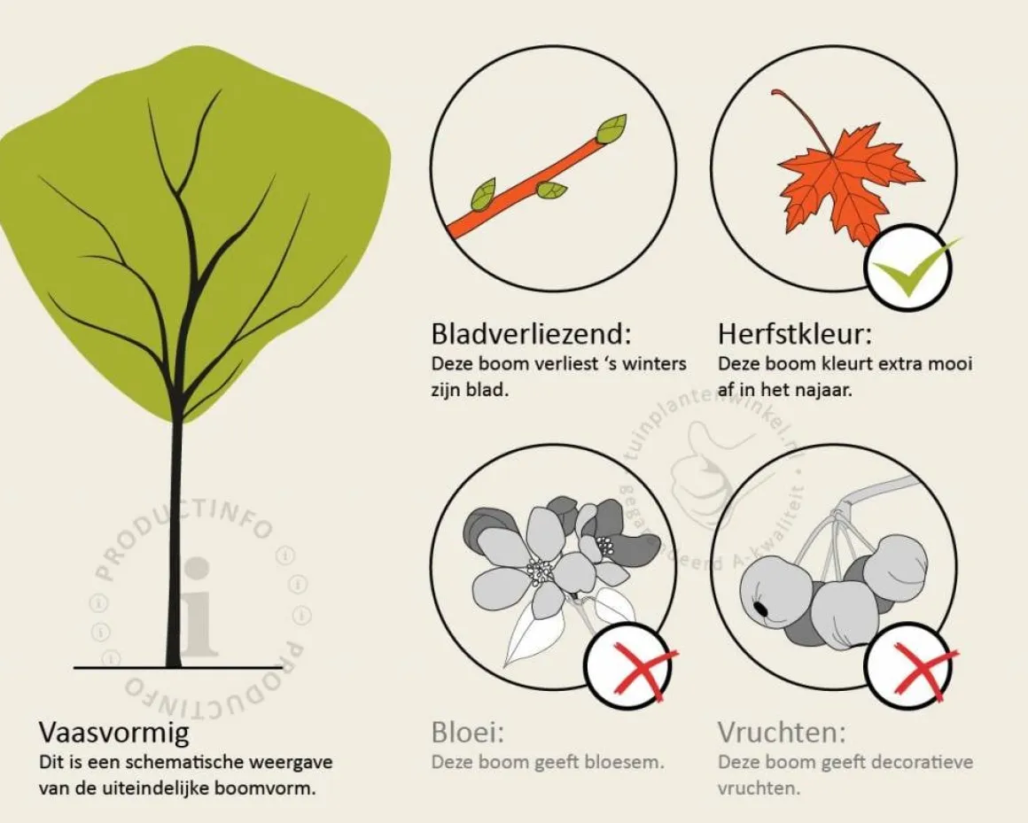 Acer palmatum - boomvorm