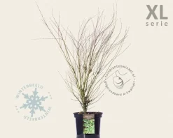 Acer palmatum 'Butterfly' - XL