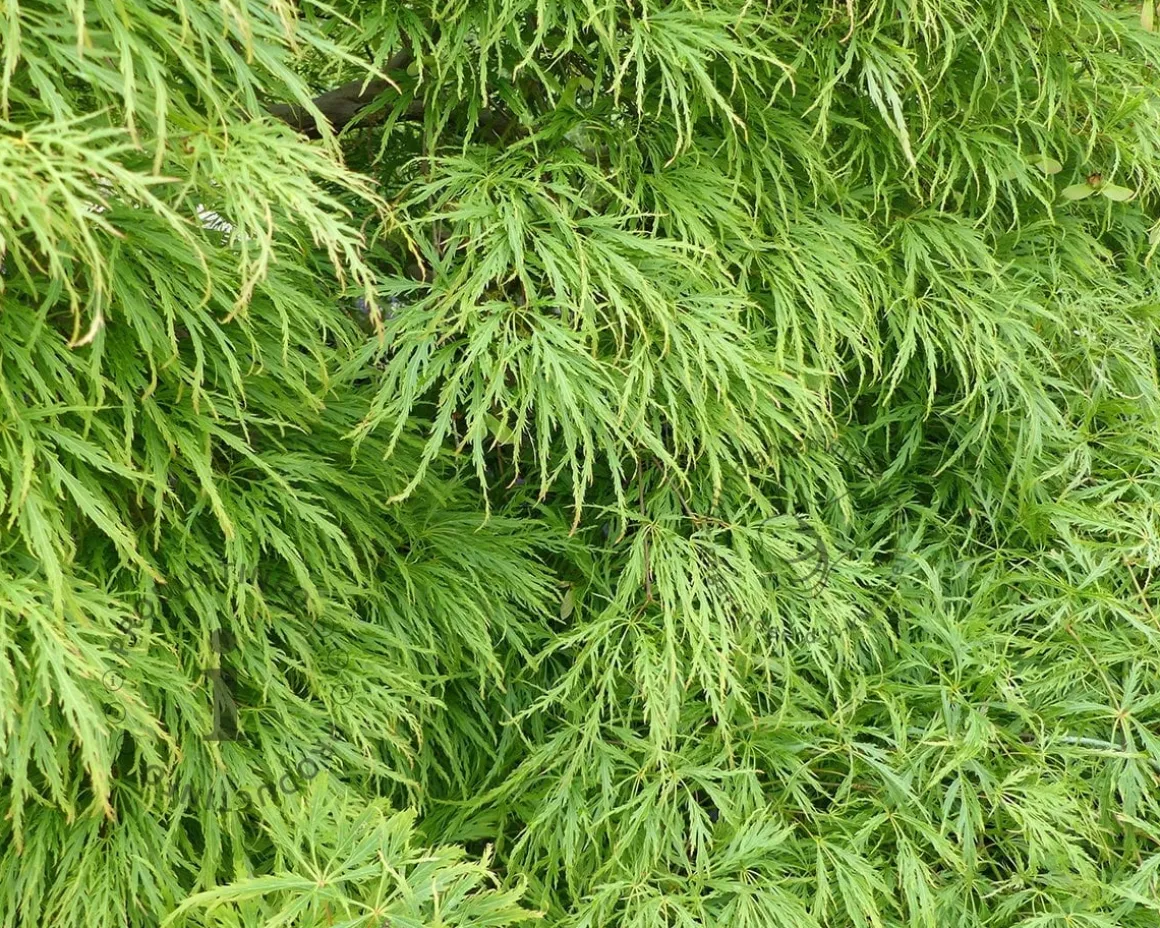 Acer palmatum 'Dissectum' - 80 cm stam