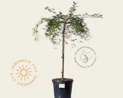 Acer palmatum 'Dissectum' - 80 cm stam