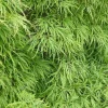 Acer palmatum 'Dissectum' - XL