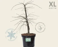 Acer palmatum 'Dissectum' - XL