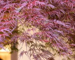 Acer palmatum 'Garnet'