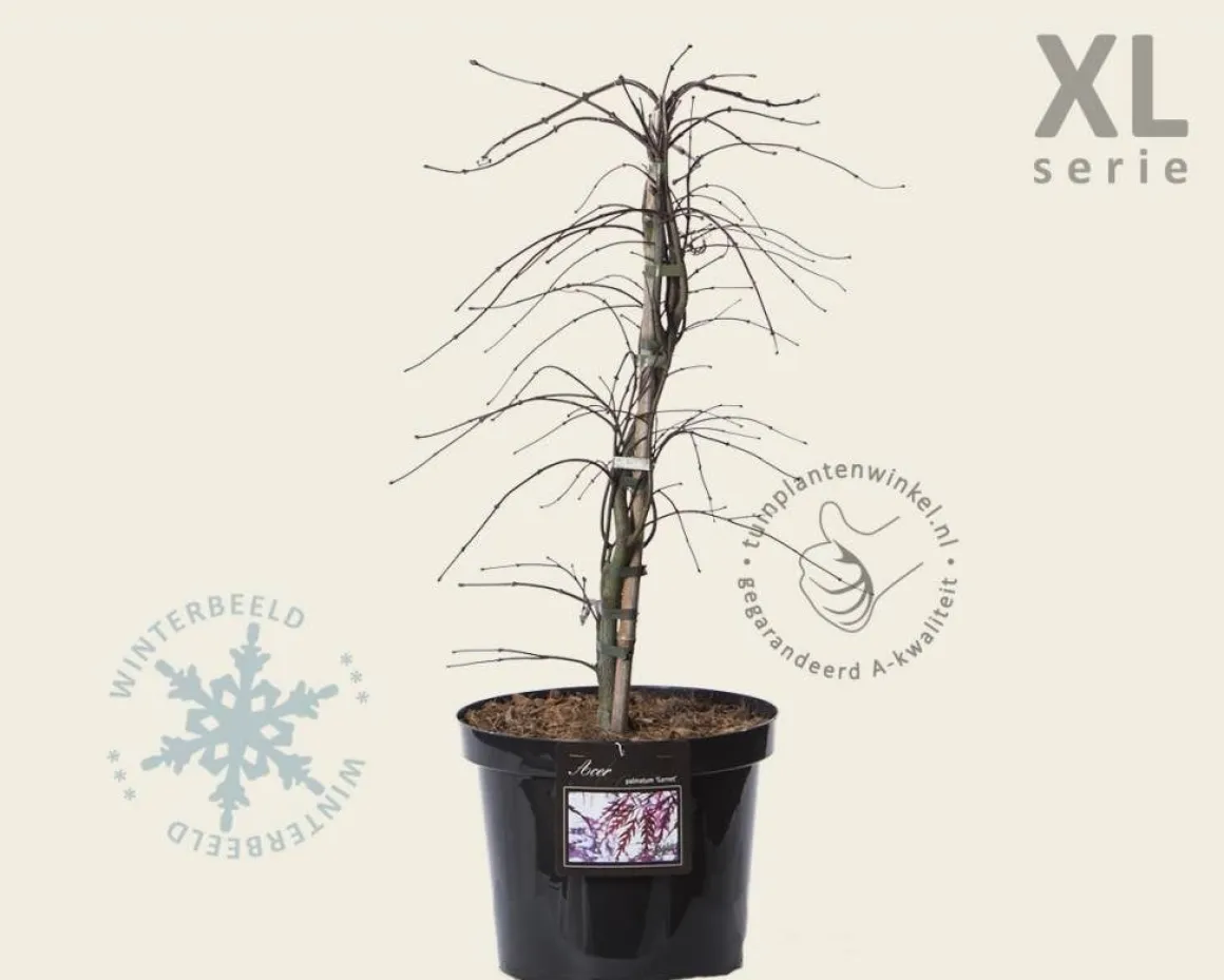 Acer palmatum 'Garnet' - XL