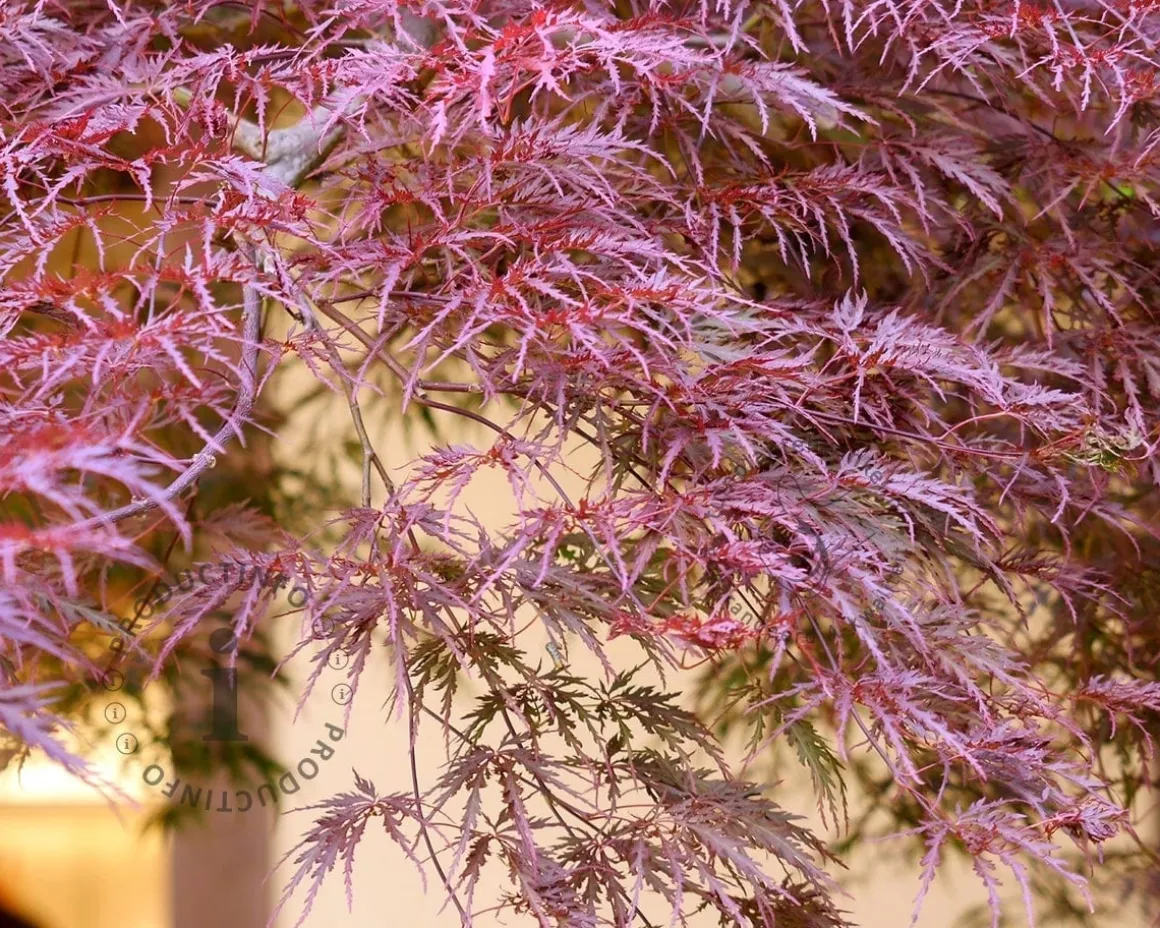 Acer palmatum 'Garnet' - XL+