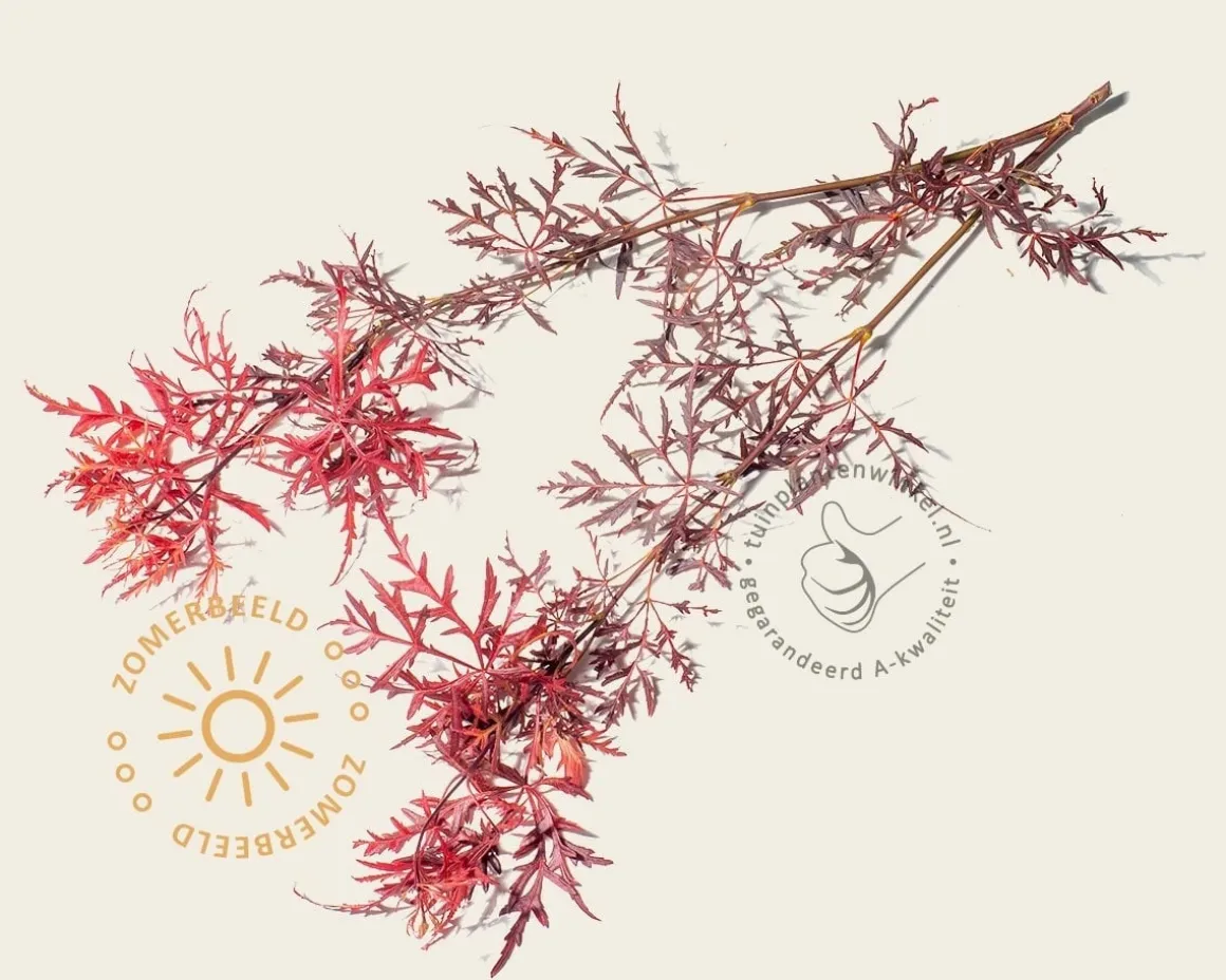 Acer palmatum 'Garnet' - XL+