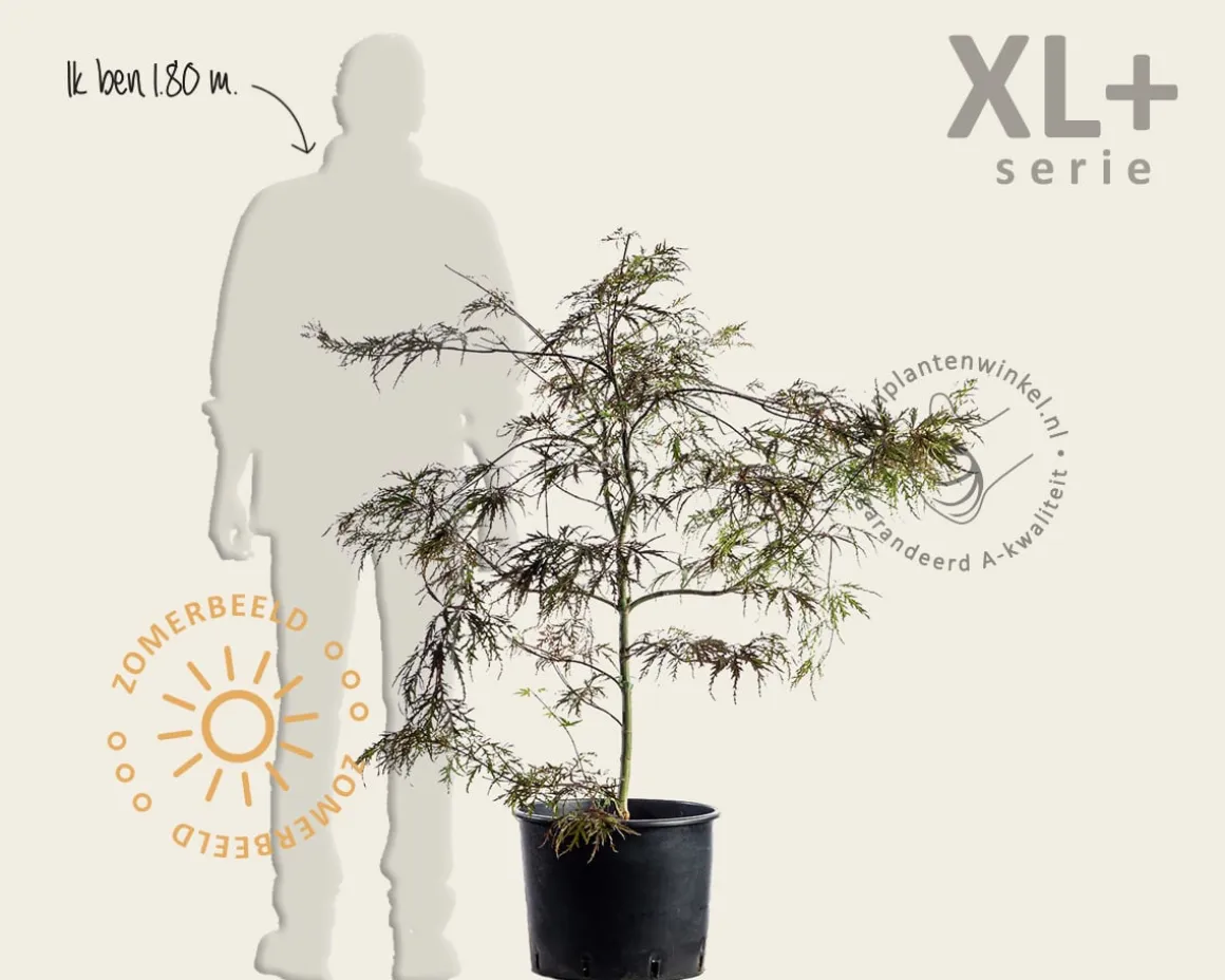 Acer palmatum 'Garnet' - XL+
