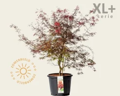 Acer palmatum 'Garnet' - XL+