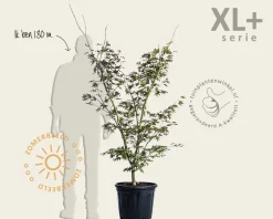 Acer palmatum 'Osakazuki' - XL+