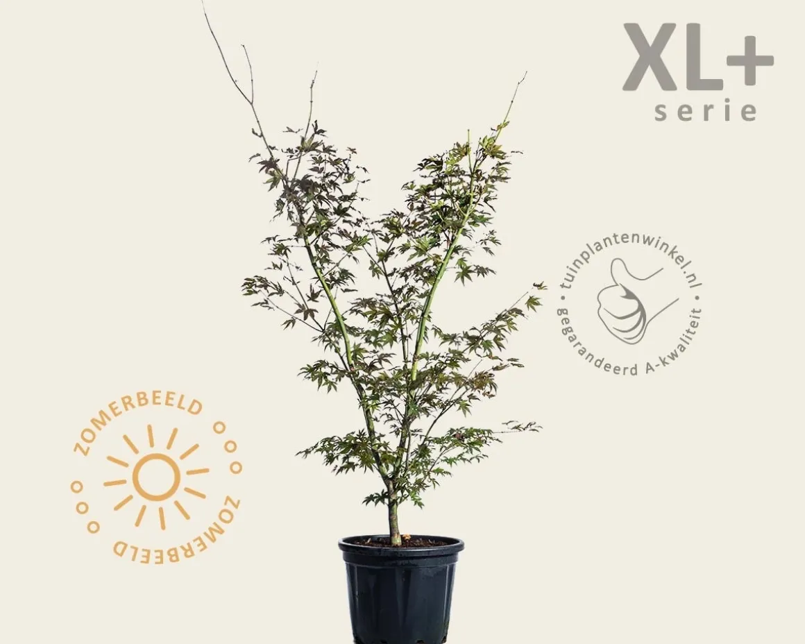 Acer palmatum 'Osakazuki' - XL+