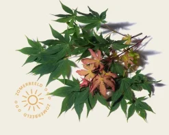 Acer palmatum 'Osakazuki' - XL+