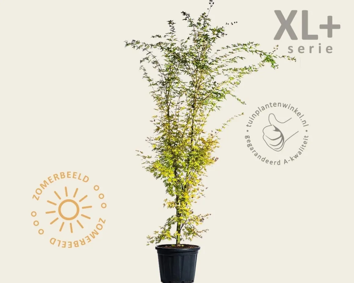 Acer palmatum 'Sangokaku' - XL+