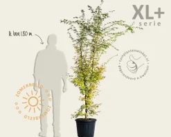 Acer palmatum 'Sangokaku' - XL+