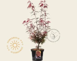 Acer palmatum 'Shaina'