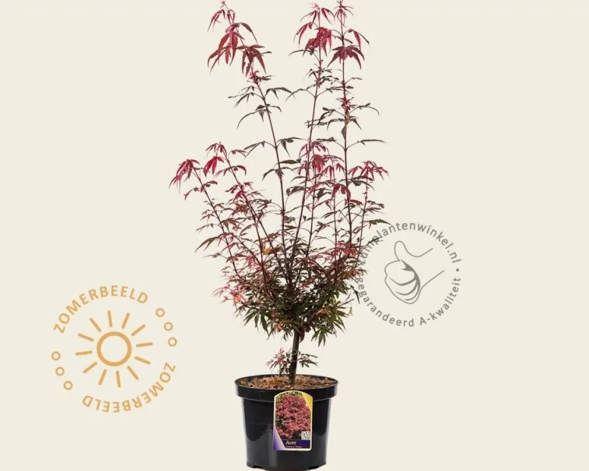 Acer palmatum 'Shaina'