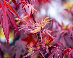 Acer palmatum 'Shaina'