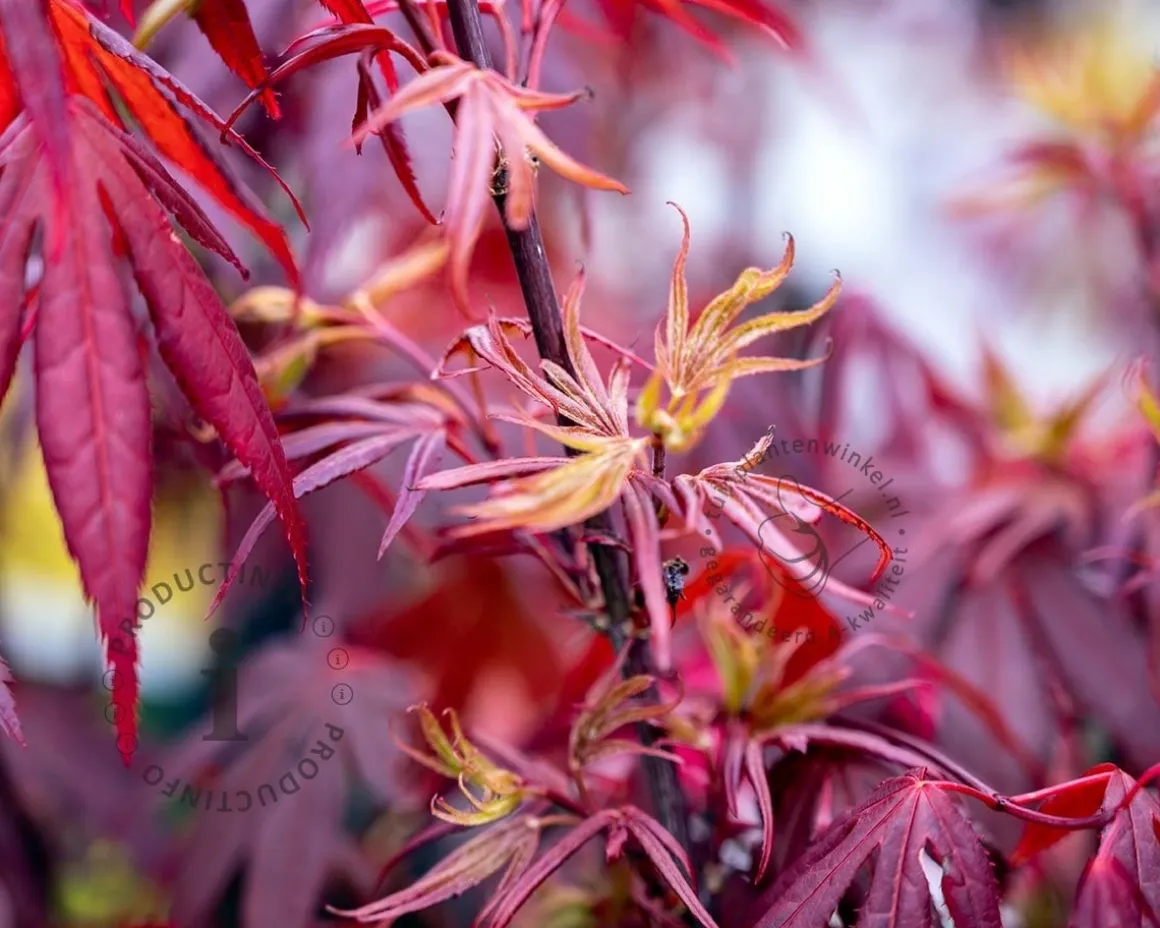 Acer palmatum 'Shaina'