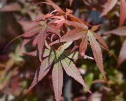 Acer palmatum 'Skeeter's Broom'