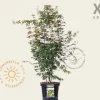 Acer palmatum - XL