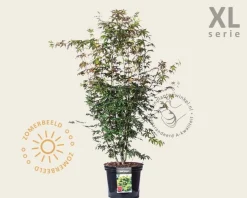 Acer palmatum - XL