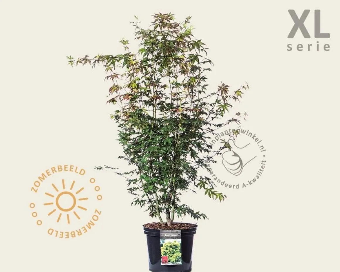 Acer palmatum - XL