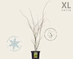Acer palmatum - XL