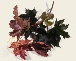 Acer platanoides 'Crimson Sentry' - 180 cm stam