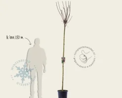 Acer platanoides 'Crimson Sentry' - 180 cm stam