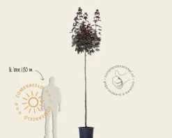 Acer platanoides 'Crimson Sentry' - 225 cm stam