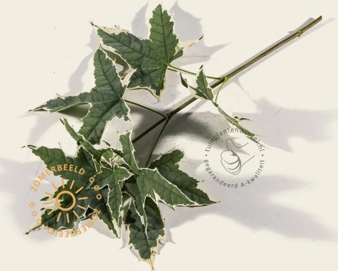 Acer platanoides 'Drummondii'