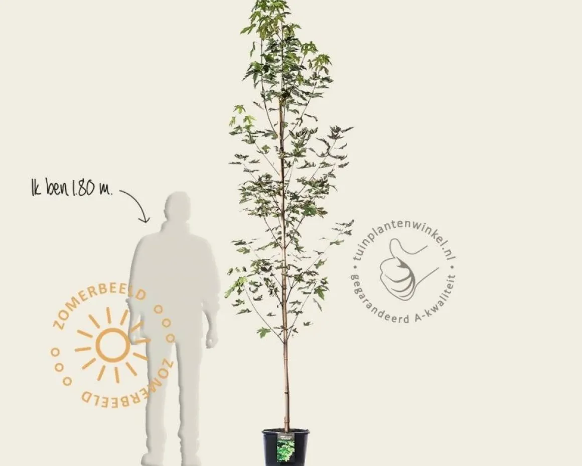 Acer platanoides 'Drummondii'