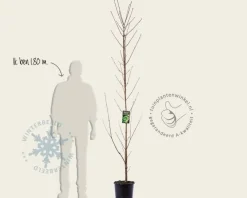 Acer platanoides 'Drummondii'