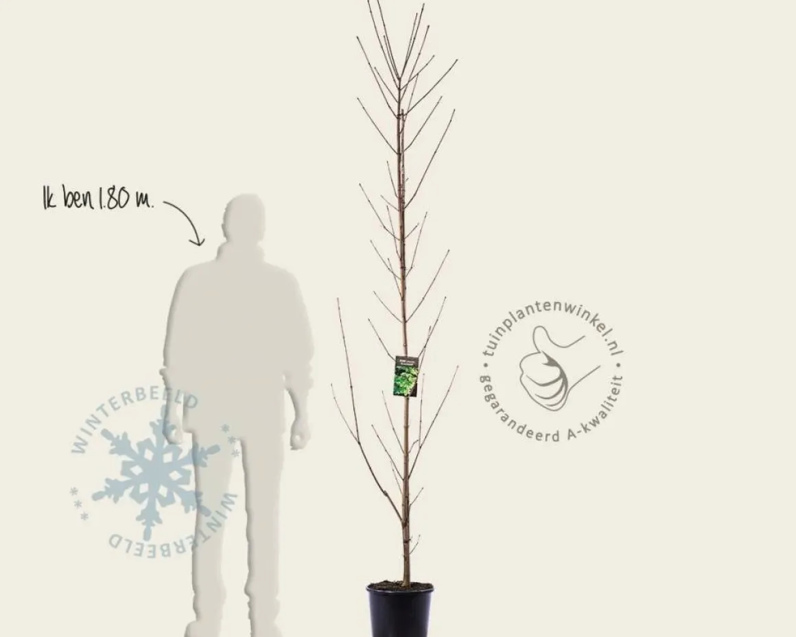 Acer platanoides 'Drummondii'