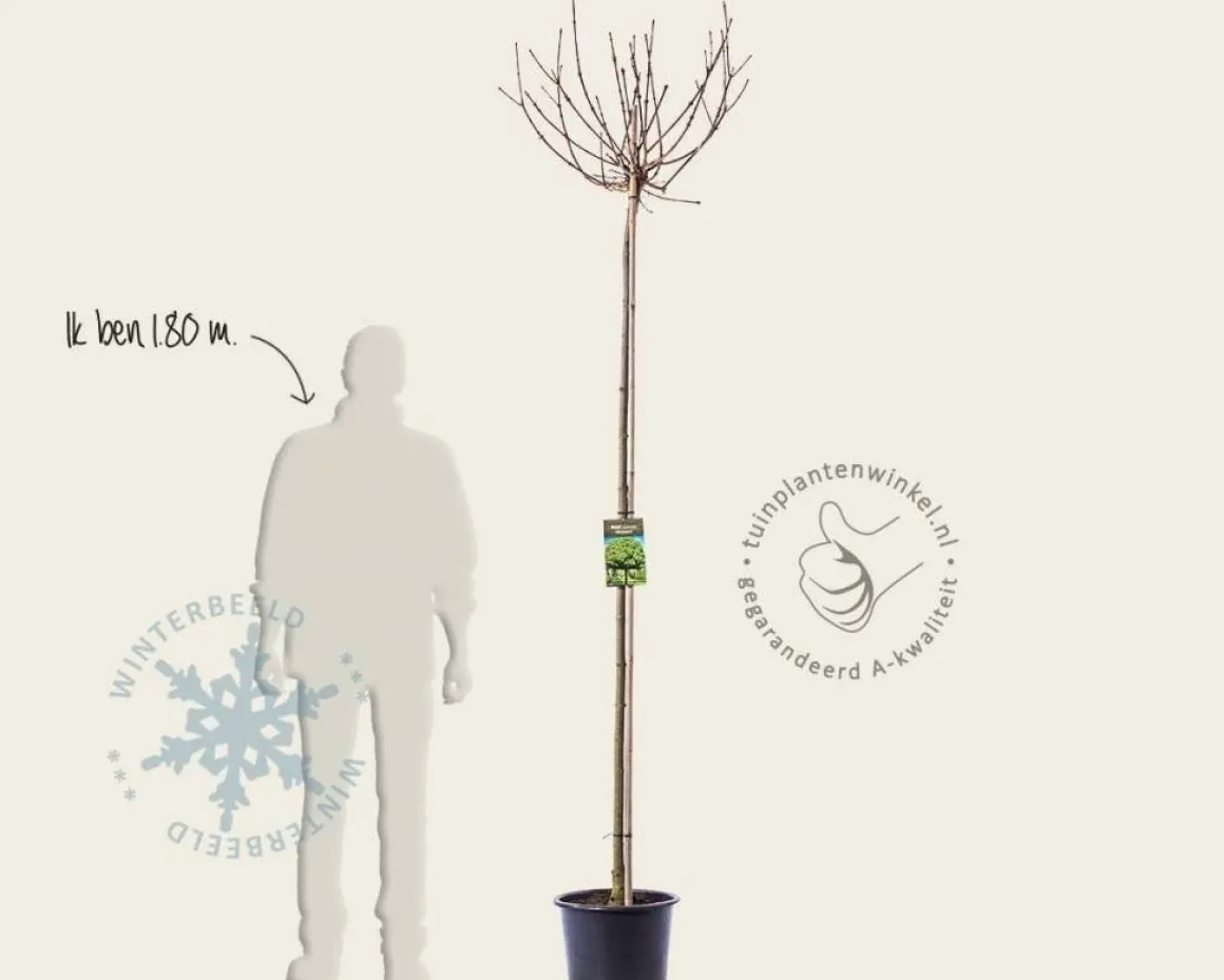 Acer platanoides 'Globosum' - 200 cm stam