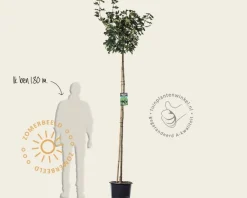 Acer platanoides 'Globosum' - 200 cm stam
