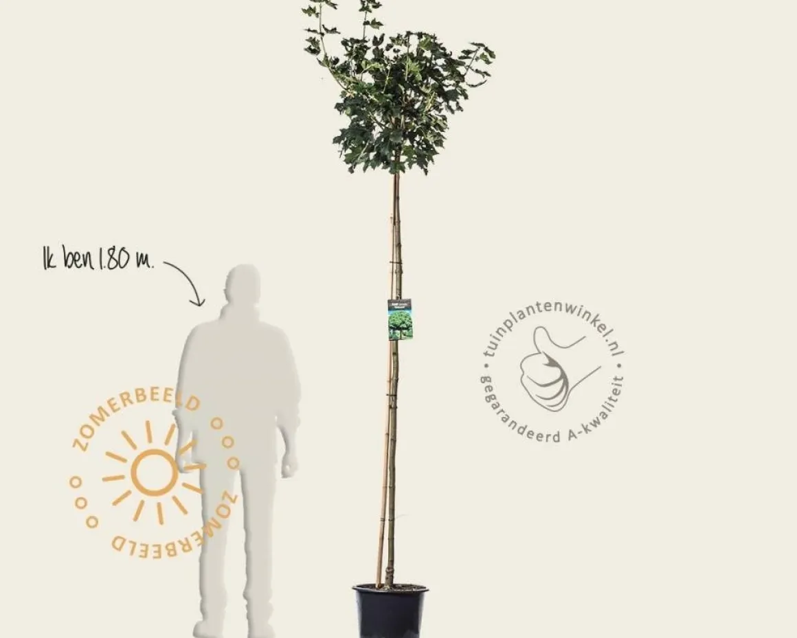 Acer platanoides 'Globosum' - 200 cm stam