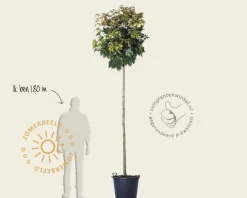 Acer platanoides 'Globosum' - 200 cm stam