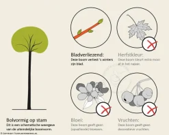Acer platanoides 'Globosum' - 180 cm stam