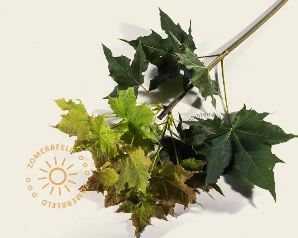 Acer platanoides 'Globosum' - 180 cm stam