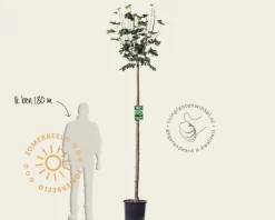 Acer platanoides 'Globosum' - 180 cm stam