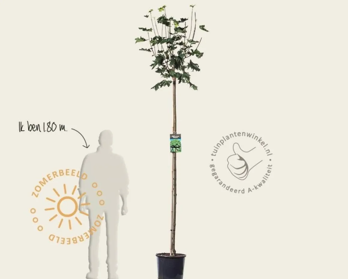 Acer platanoides 'Globosum' - 180 cm stam