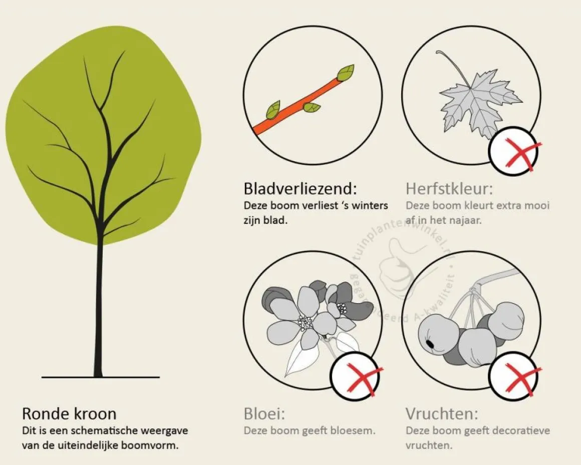 Acer platanoides 'Royal Red' - beveerd