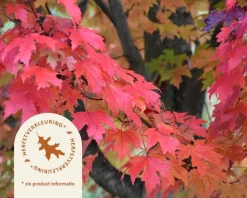 Acer rubrum 'Brandywine'
