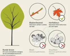 Acer rubrum 'Brandywine'