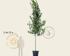 Acer rubrum 'Brandywine'