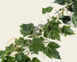 Acer rubrum 'Red Sunset'