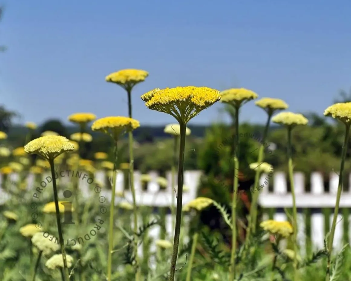Achillea filipendulina 'Cloth of Gold'