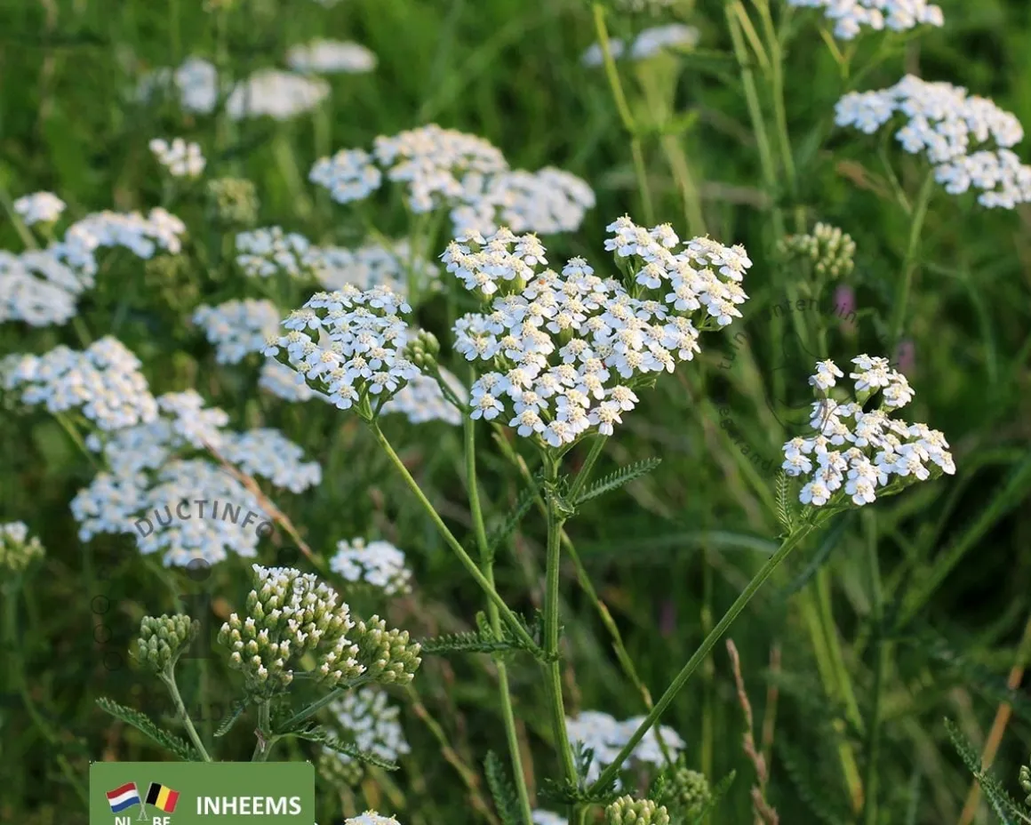 Achillea millefolium