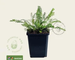 Achillea millefolium