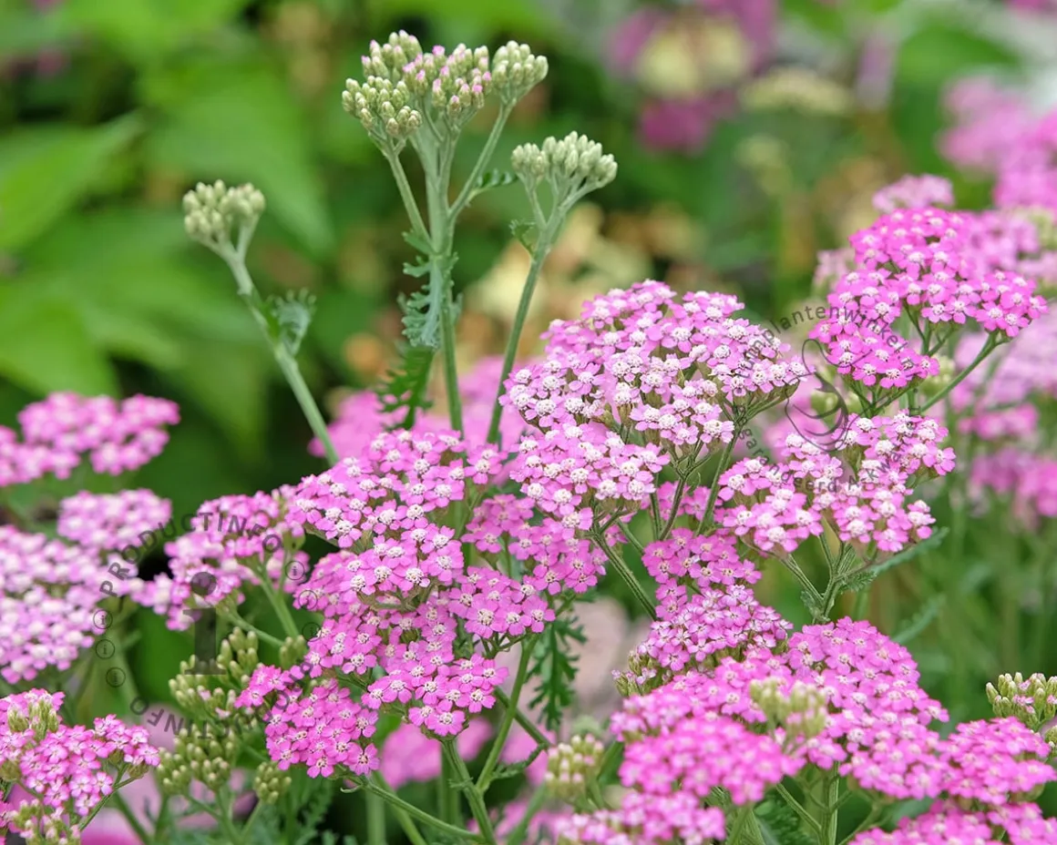 Achillea millefolium ‘Cerise Queen’